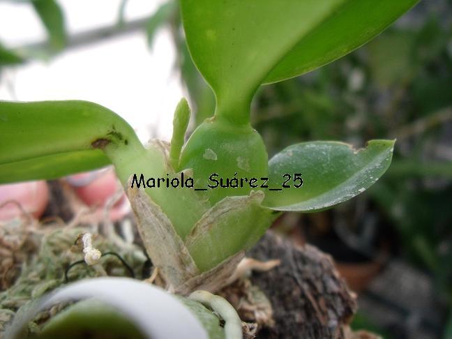 comparettia_falcata.JPG