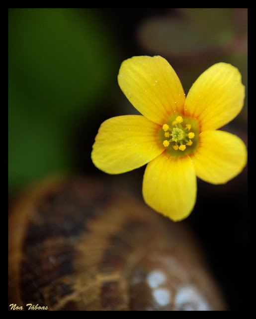 composfloramarilla.jpg