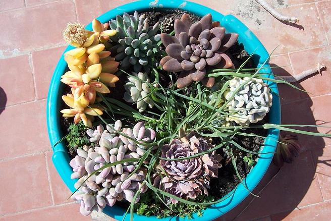 Composicion_crasulas1.JPG