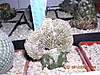 Comprasa_en_Belgica_080.jpg