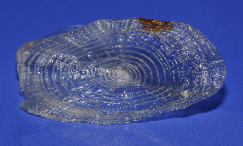 Concha_4525.jpg