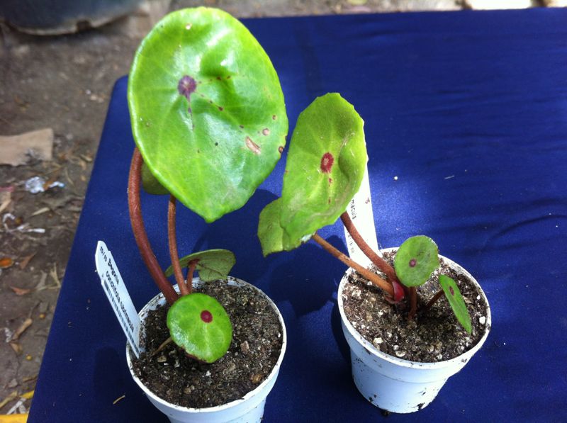 conchifolia_zps990dcbcd.jpg