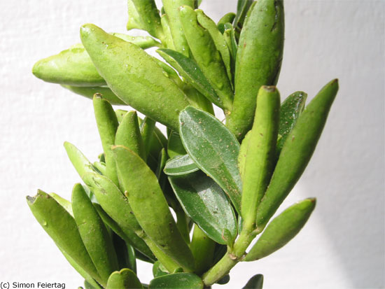 Congona-Peperomia_-blanda_3.jpg