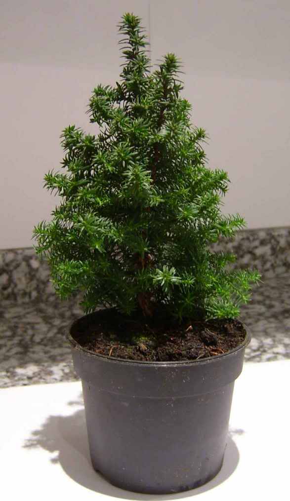 conifera.jpg