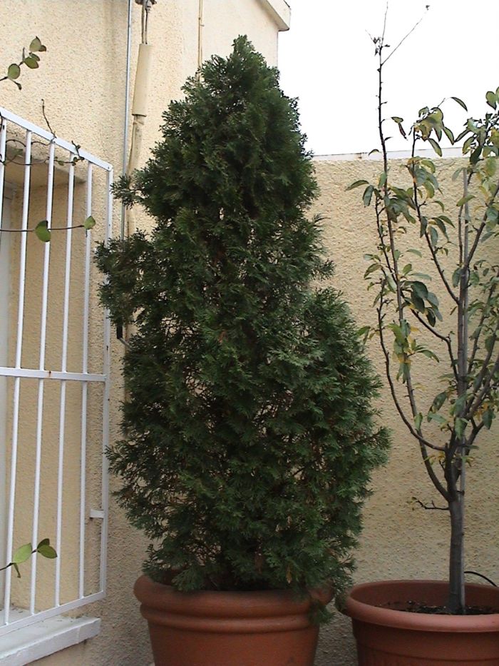 conifera2_thuja_occidentalis.JPG