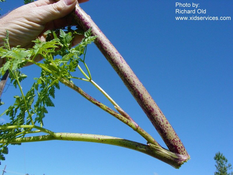 Conimacu_XID_Conium_maculatum_504.jpg
