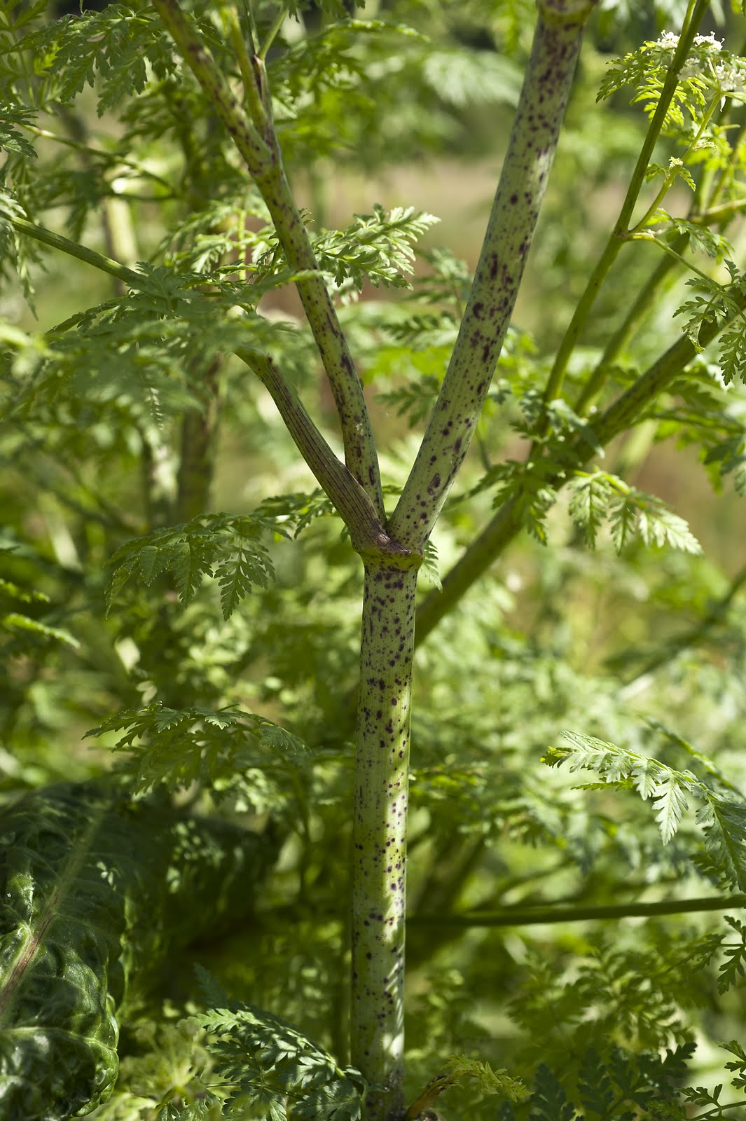 Conium+maculatum+L_talo.jpg