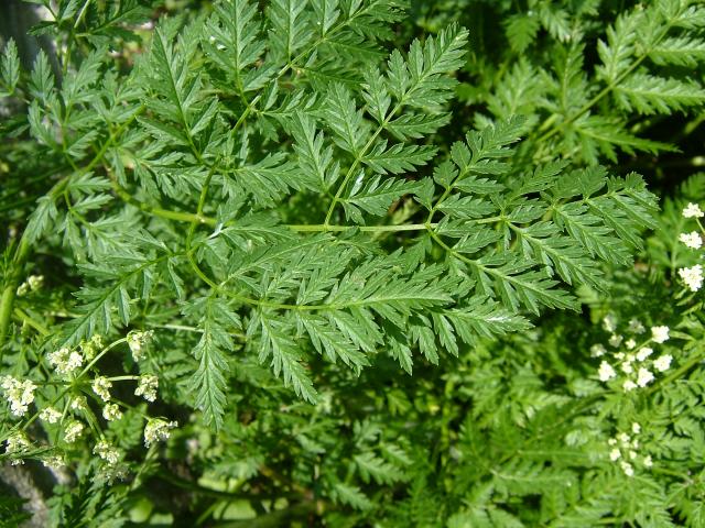 conium_maculatum_hemlock_leaf_31-07-04.jpg