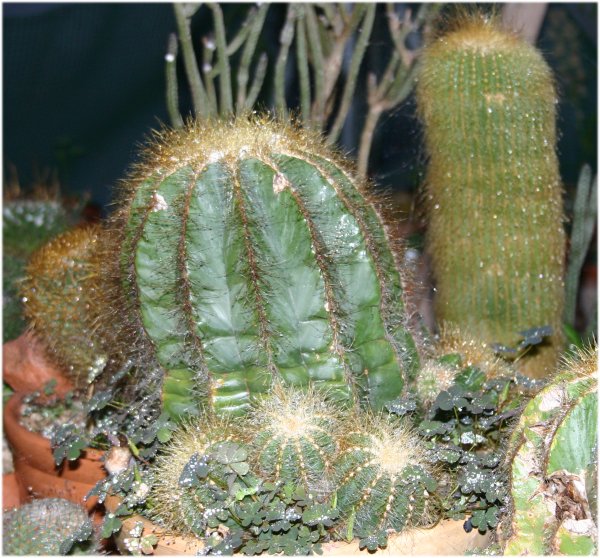 Conjunto%20cactus.jpg