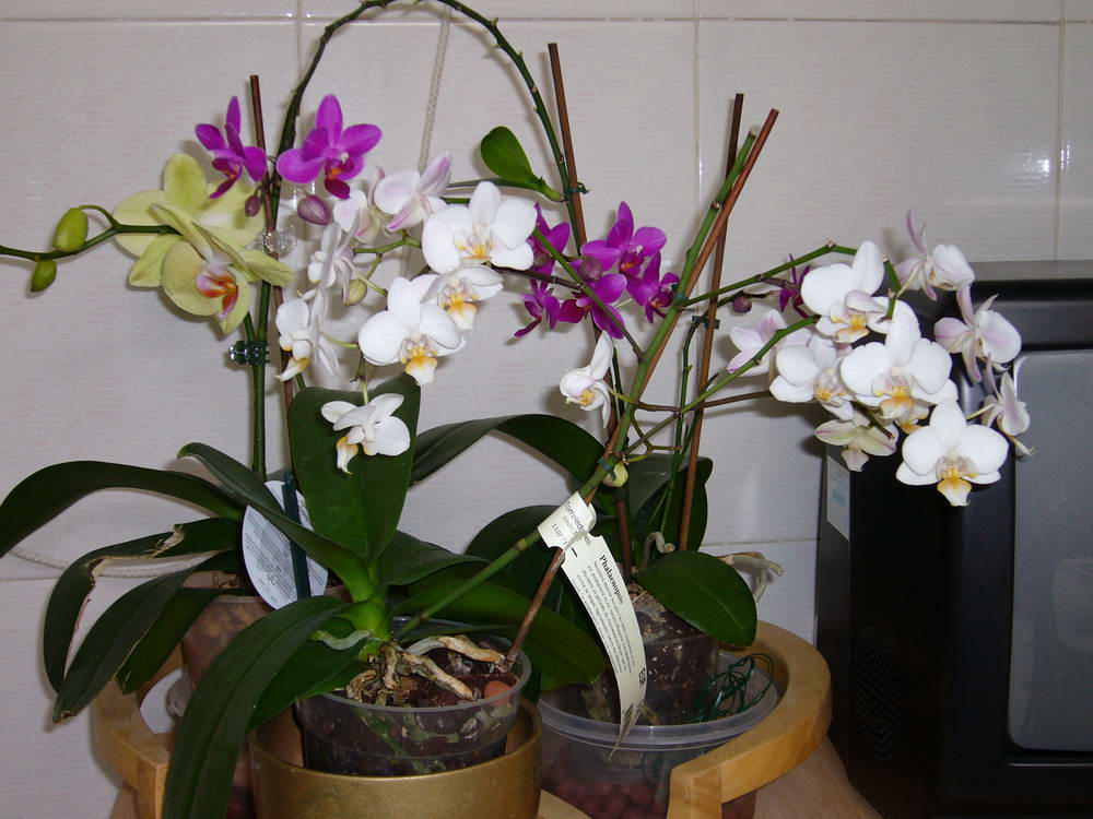 conjunto%20phals.jpg