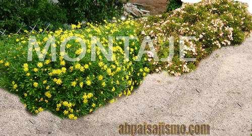 conjuntos_euryiops_y_escallonias_copia.jpg