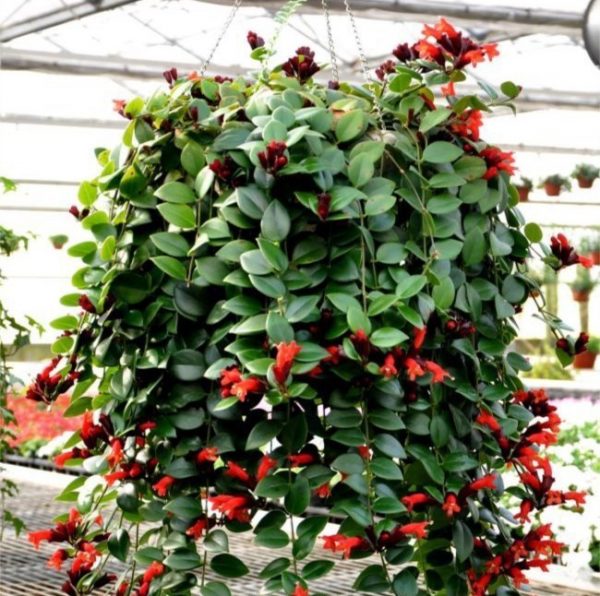 conoce-la-aeschynanthus-radicans-01-e1472701147195.jpg