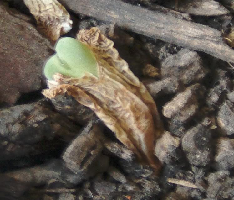 conoohytumcamisa.jpg
