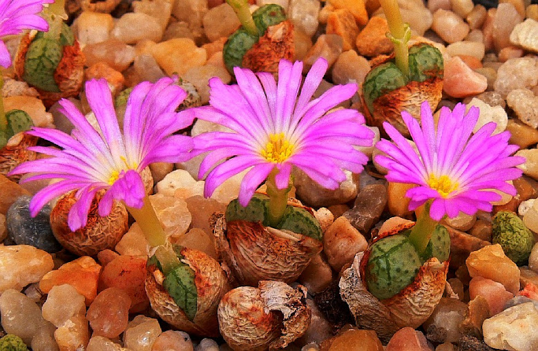 Conophytum%2Bviolaciflorum.jpg