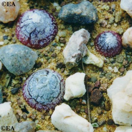 conophytum_burgeri.JPG