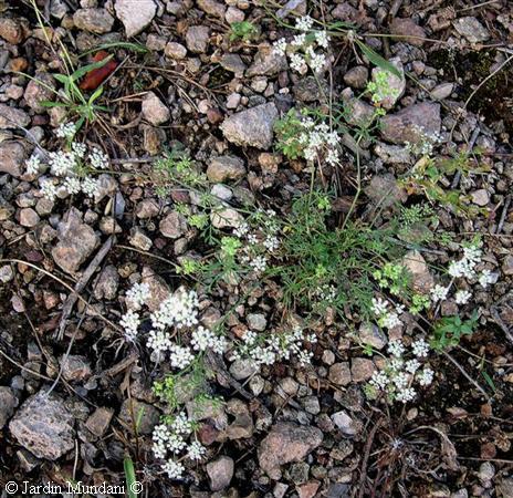 conopodium.jpg