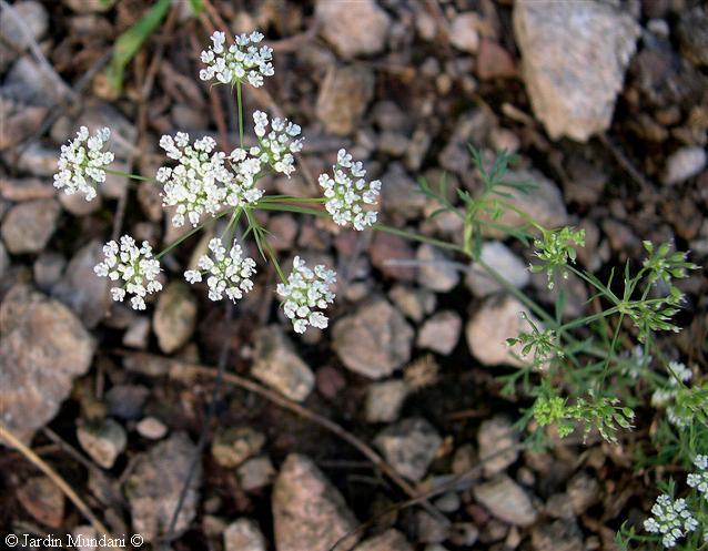 conopodium1.jpg