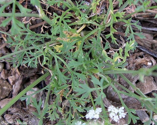 conopodium3.jpg