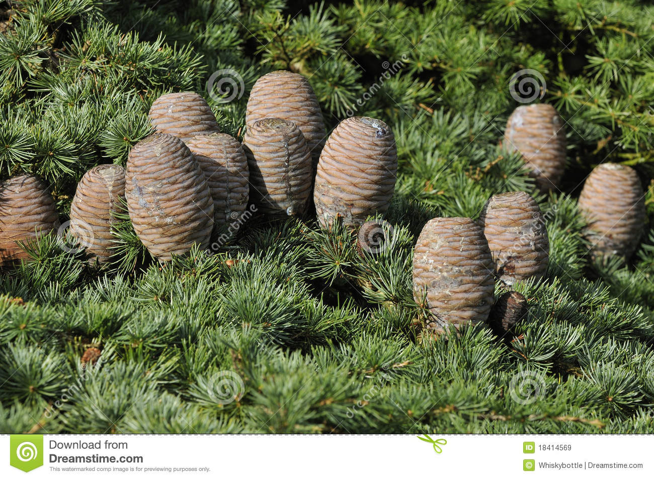 conos-del-cedro-18414569.jpg