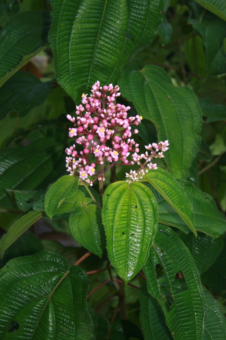 Conostegia_subcrustulata_2.jpg