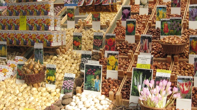 Consejos-para-comprar-bulbos1.jpg