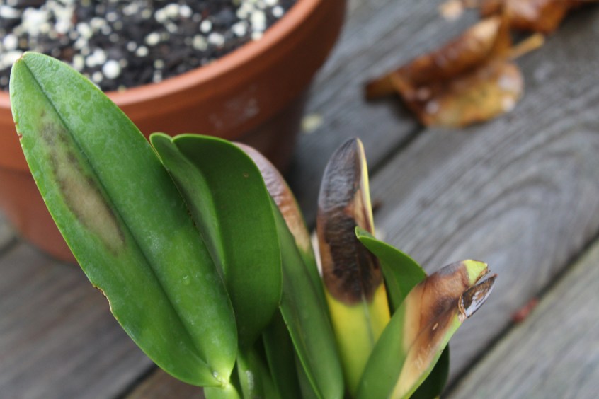 consejos-para-recuperar-plantas-quemadas-por-el-sol-florestore.jpg