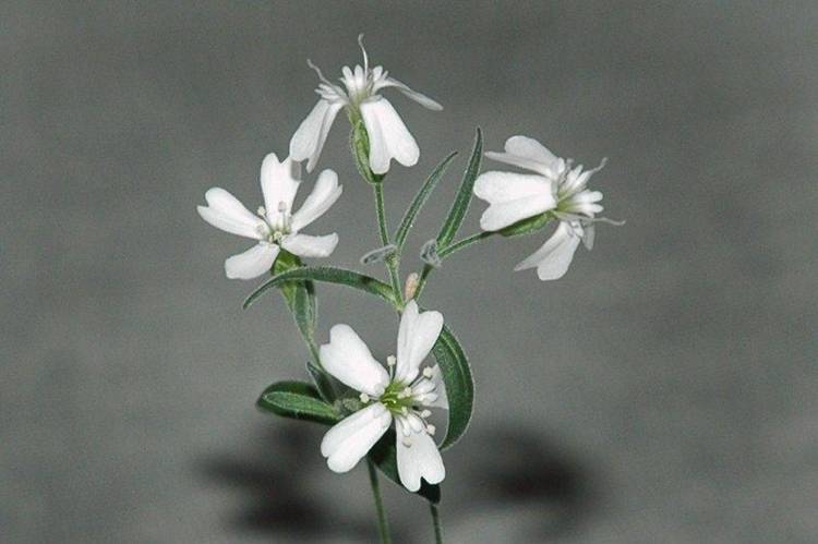 Consiguen-devolver-Silene-stenophylla-AFP_CLAIMA20120221_0093_19.jpg
