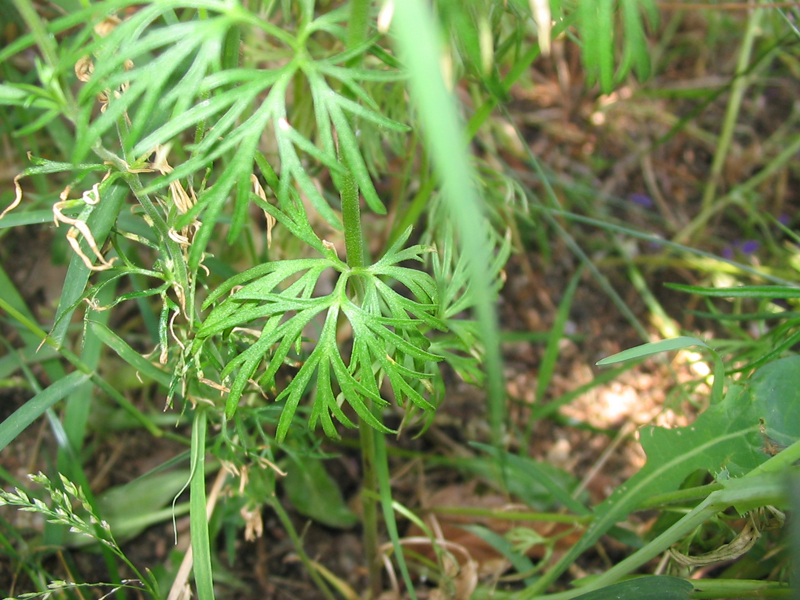 Consolida_ajacis_detalle_hojas.jpg