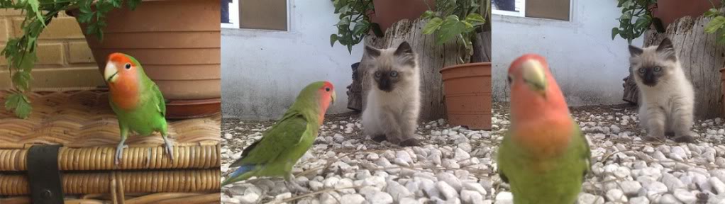consue-pancho.jpg