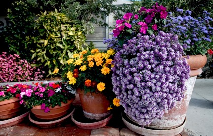 container-garden-combination.jpg