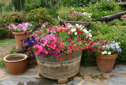 container-garden-flowers.jpg