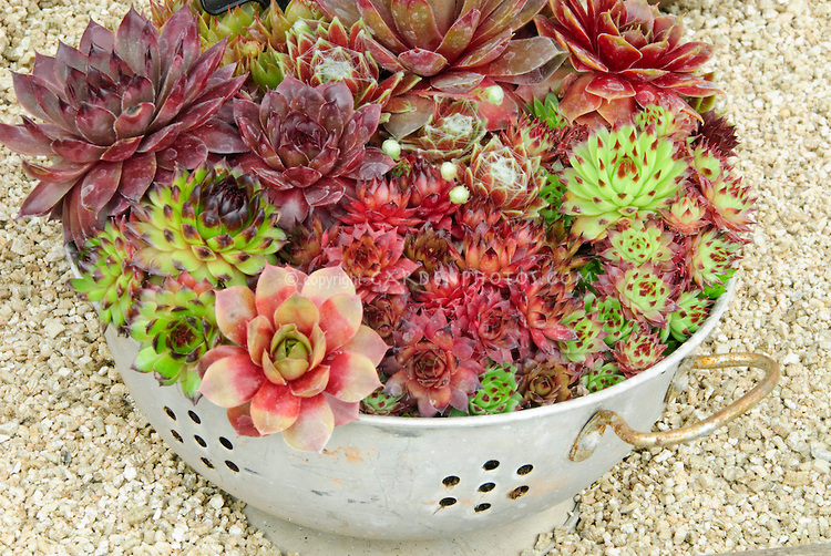 Container-Garden-Sempervivum-JWW-2907.jpg