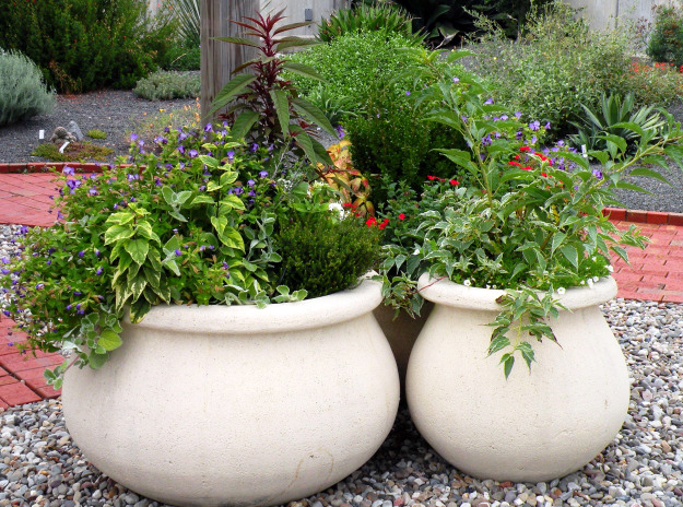 container-plants-2.jpg