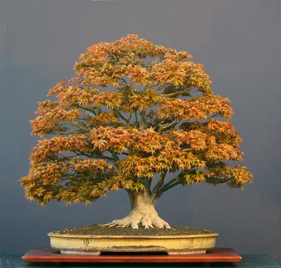 contest_hanna_walter_pall_Acer_palmatum2.jpg