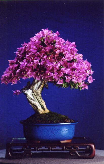 contest_sam_lee_bougainvillea_5.jpg