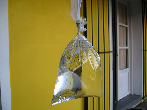 Contra+las+moscas+-+bolsa+con+agua+.jpg