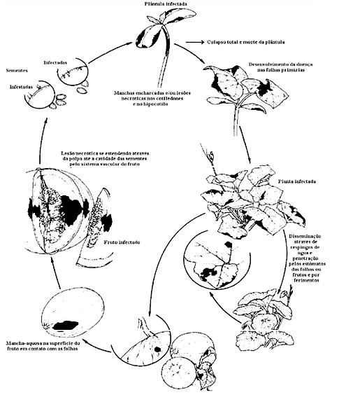controlbacteriosismelon.jpg