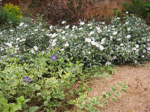 convolvulus%20y%20vinca%7E0.jpg