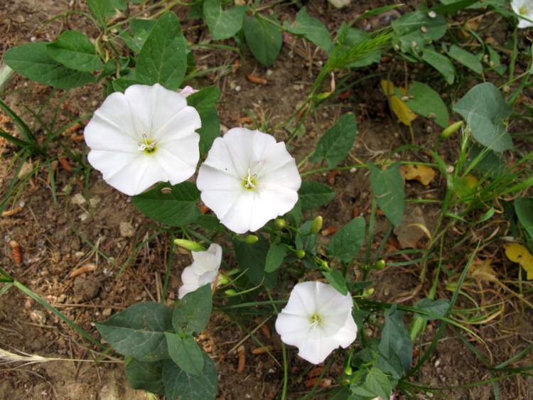 convolvulus-arvensis5.jpg