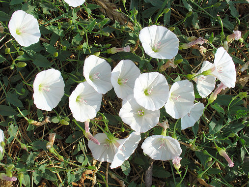 Convolvulus.jpg
