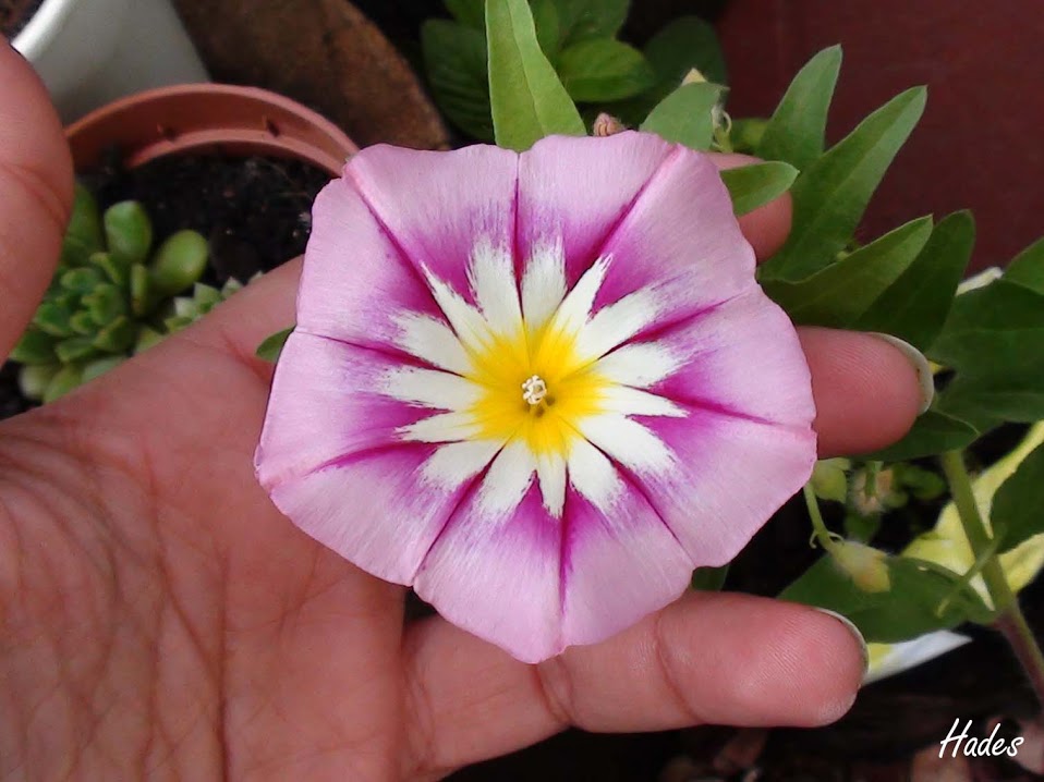 convolvulus.jpg
