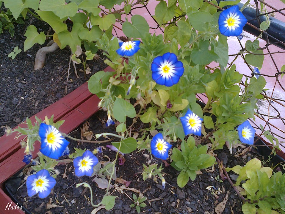 convolvulus.jpg