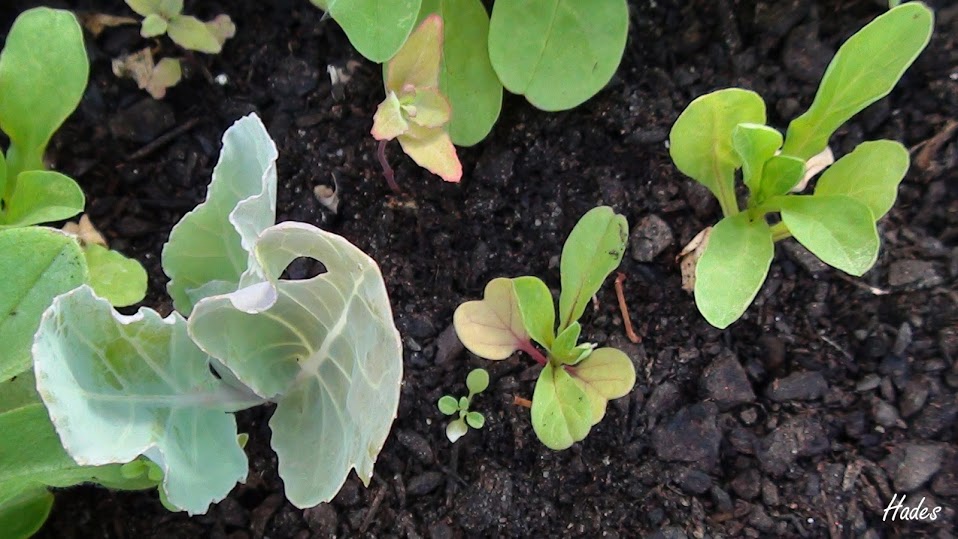 convolvulus1.jpg