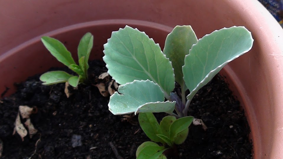 convolvulus2.jpg