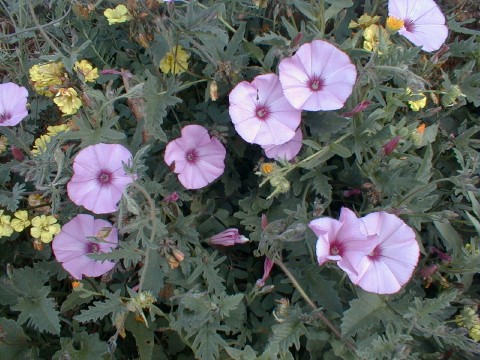 convolvulus_althaeoides.jpg