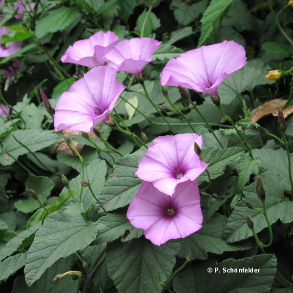 Convolvulus_althaeoides.jpg
