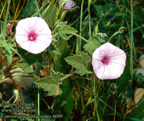convolvulus_althaeoides_469.jpg
