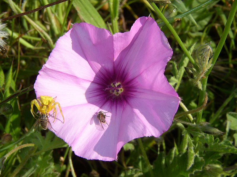 convolvulus_arvensis.jpg