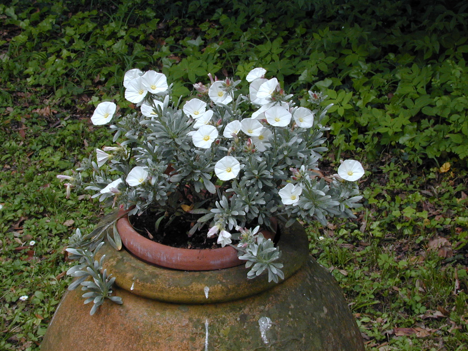 Convolvulus_cneorum_1.jpg
