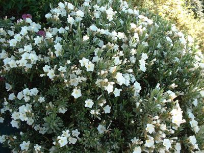 convolvulus_cneorum__097131000_1806_02022008.jpg